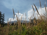 Pineta_Ragabo - 20110828 142.jpg